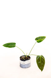 Philodendron esmeraldense